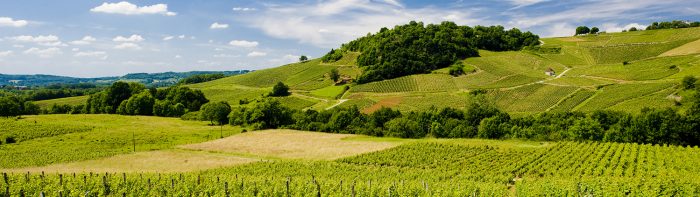 DSM-bg-categ-vins-signature DSM bg categ vins signature