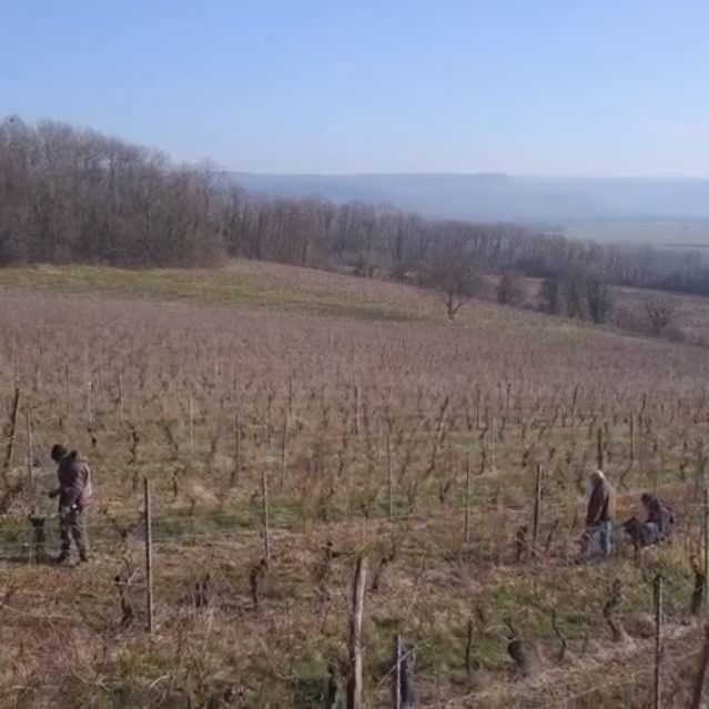 actu_taille taille vigne