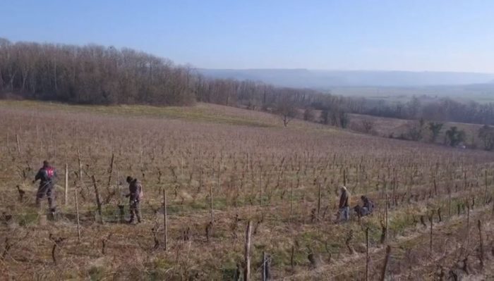 actu_taille taille vigne