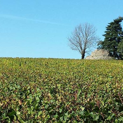 vins rouges jura