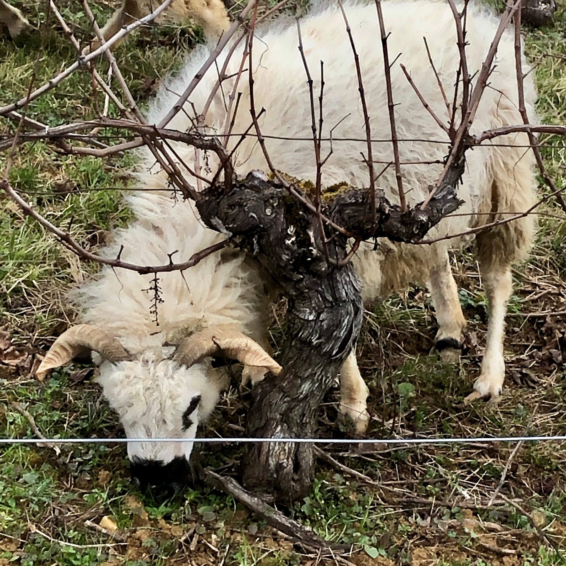mouton Mouton