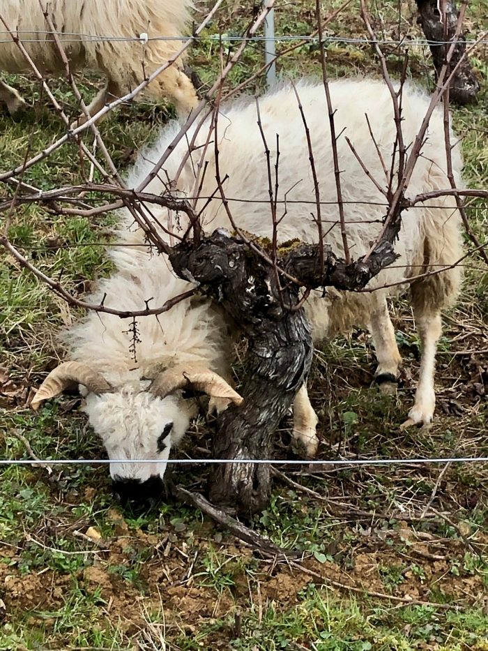 Mouton