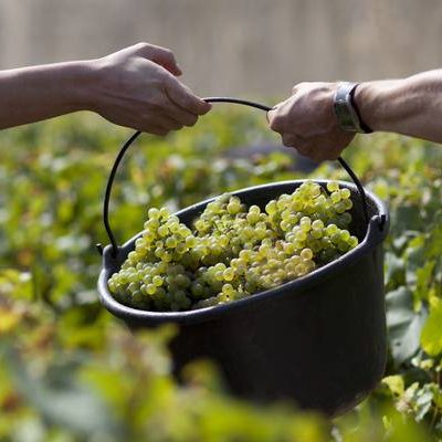 Vendanges
