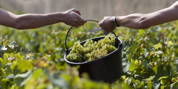 Vendanges