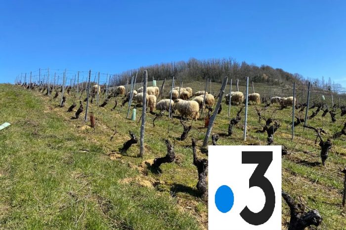 moutons Moutons